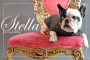 Stella Animal Magnetism 1