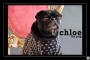 Chloe Animal Magnetism