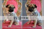 Oscar Animal Magnetism 1