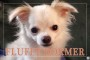 Fluffy Dormer 1