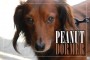 Peanut Dormer 1