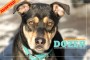 DOZER_2B