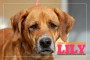 LILY_1
