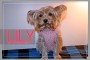 LILY2_1C