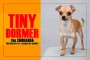 TinyDormer_1