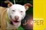 34_JASPER_PMcMullan_PMcMag_070111