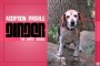 35_GINGER_PMcMullan_PMcMag_081511