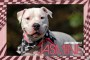 Jasmine the American Bulldog