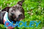 DUDLEY