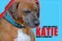 Katie-Boxer-Hound