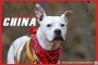 China Adoption Profile