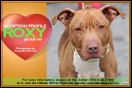 Roxy-Adoption-Profile